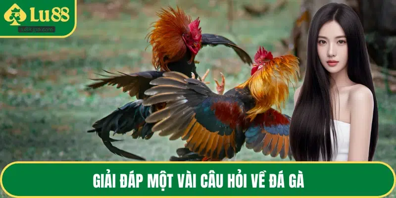 Giải đáp một vài câu hỏi về đá gà