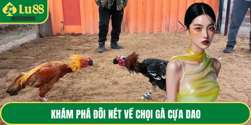 Khám phá đôi nét về chọi gà cựa dao