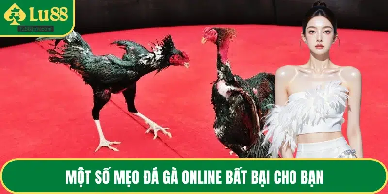 Một số mẹo đá gà online bất bại cho bạn