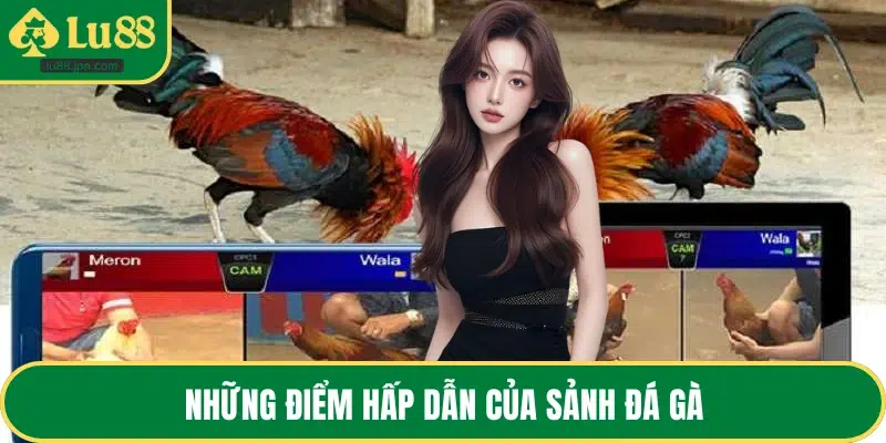 Những điểm hấp dẫn của sảnh đá gà